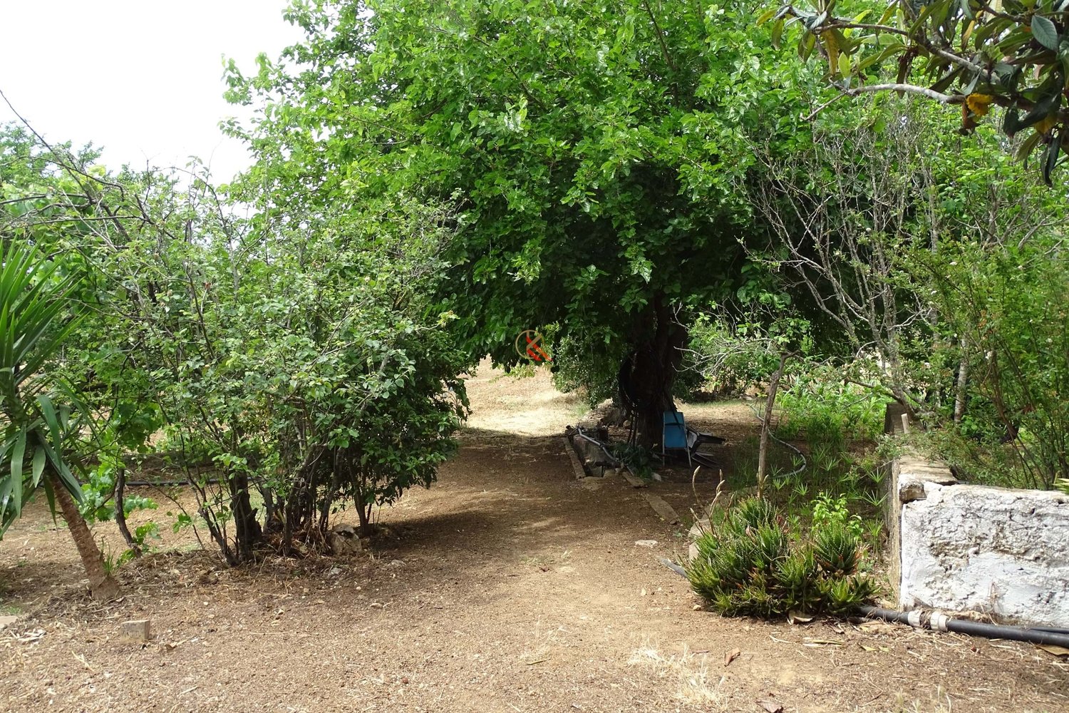 Propriedade à Venda na Figueira
